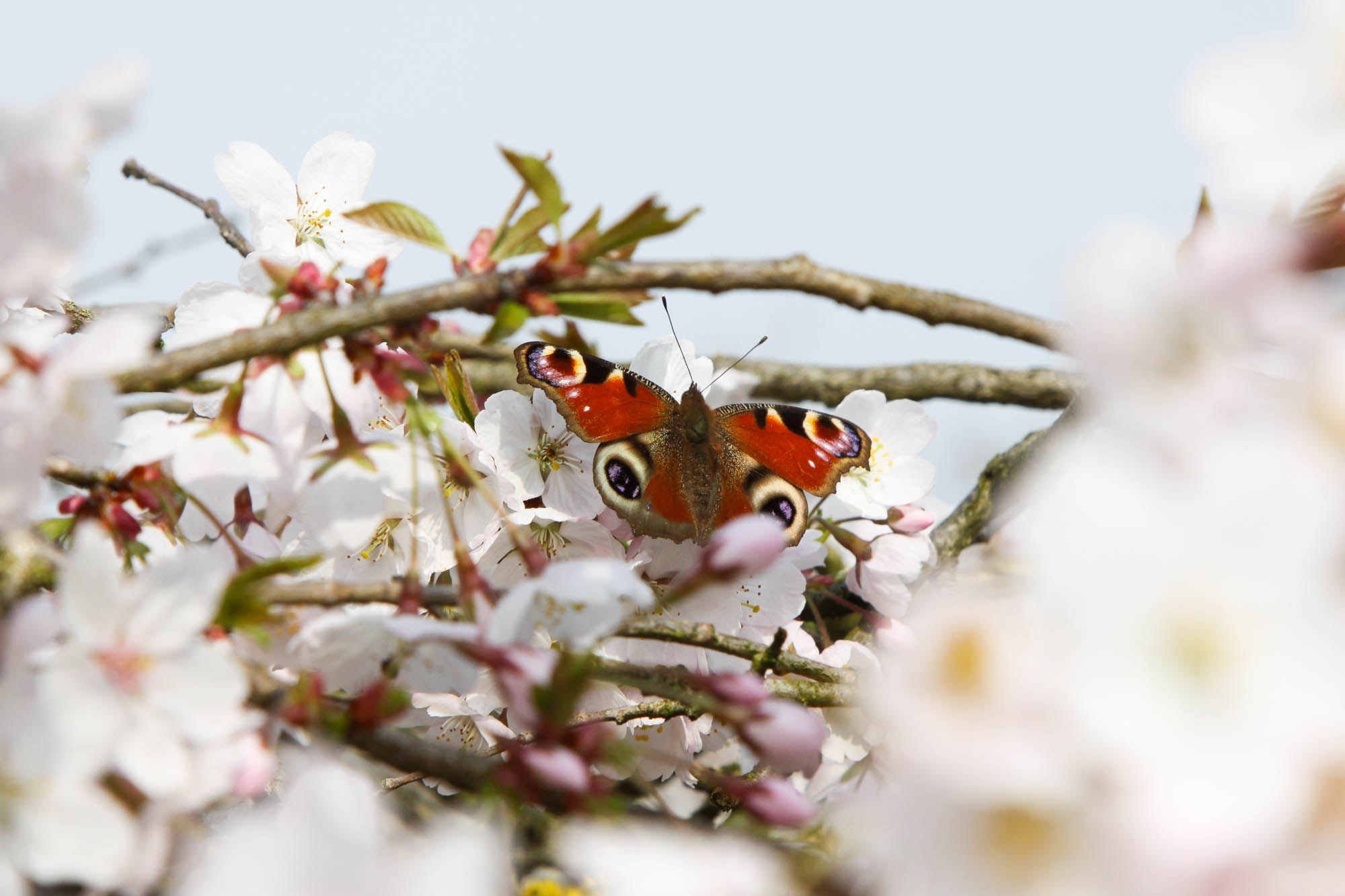 Spannende Wochen - davor!